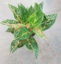 6" Aglaonema Dazzling Gem